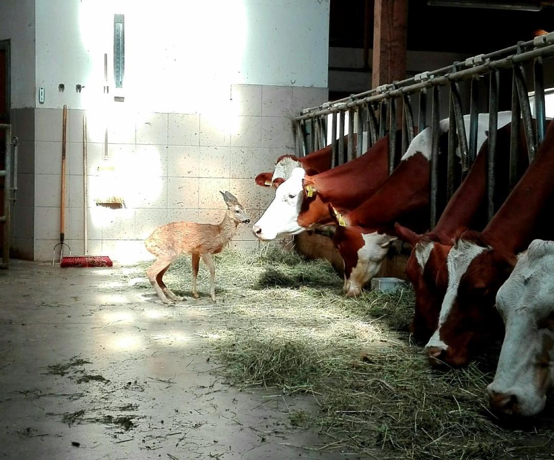 Apartmán Lue De Terza San Vigilio Di Marebbe Exteriér fotografie